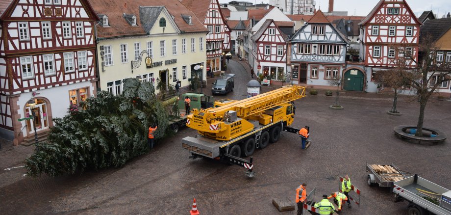 Ankunft der Nordmanntanne