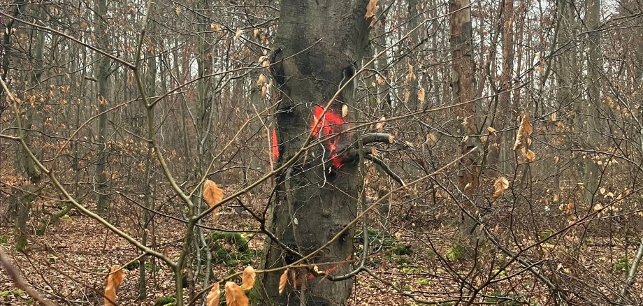 Beispiel eines gekappten Baums im Seligenstädter Stadtwald