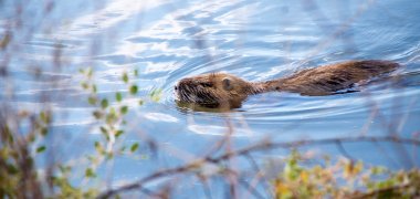 Biber schwimmend