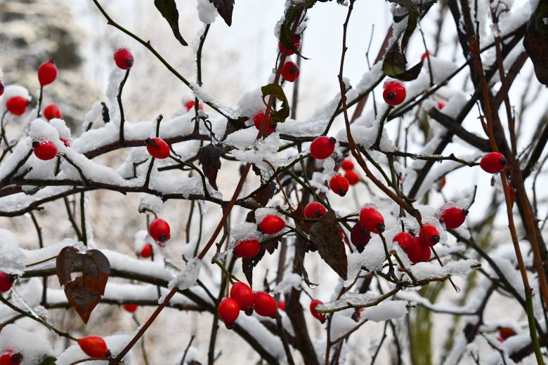 Hagebutten Schnee bedeckt