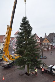 Der Weihnachtsbaum schwebt über dem Marktplatz
