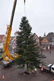 Der Weihnachtsbaum schwebt über dem Marktplatz Der Weihnachtsbaum schwebt über dem Marktplatz