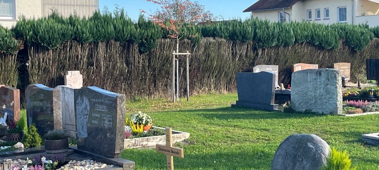vorher - Hecke Friedhof Froschhausen vorher - Hecke Friedhof Froschhausen