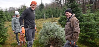 Weihnachtsbäume konnten eigenhändig gefällt werden Weihnachtsbäume konnten eigenhändig gefällt werden