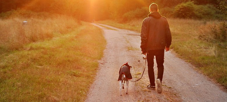 Hund und Mensch spazieren in den Sonnenuntergang