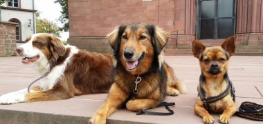 Hunde auf Kirchenplatte