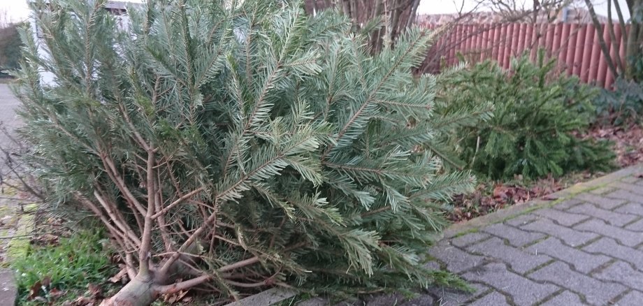 Abholung Weihnachtsbaum