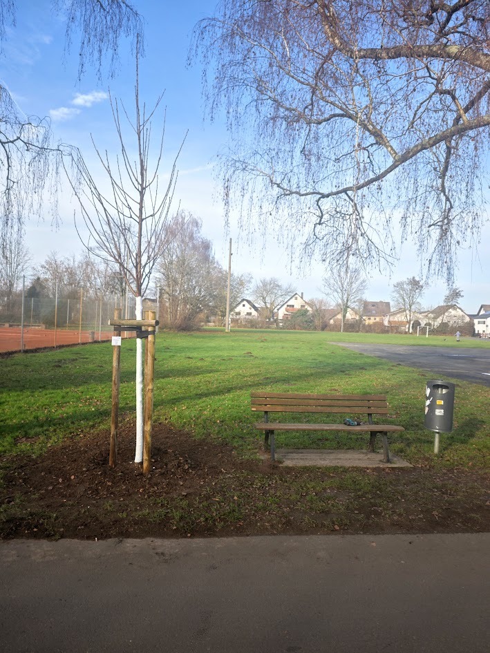 gespendeter Baum von Stefan Harrer