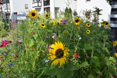Blumenbeet auf dem Hospitalplatz