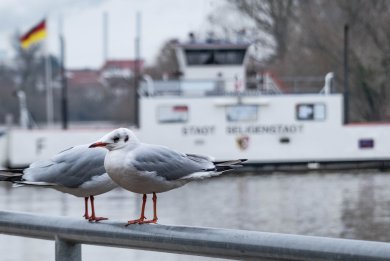 Fähre im Winter Fähre im Winter