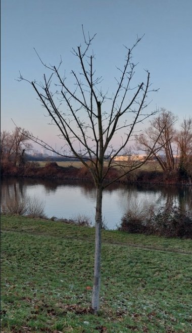 Mainuferweg Bezirk 09 Baum 68a Mainuferweg Bezirk 09 Baum 68a