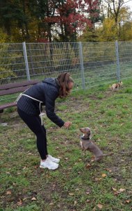 spielende Hunde spielende Hunde