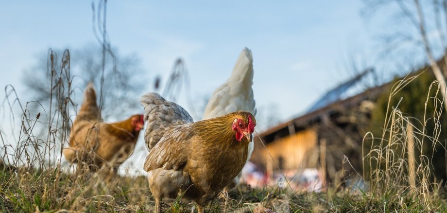 Stallpflicht für Geflügel auch in Seligenstadt Stallpflicht für Geflügel auch in Seligenstadt