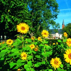 Sonnenblumen im Hintergrund Einhard-Basilika