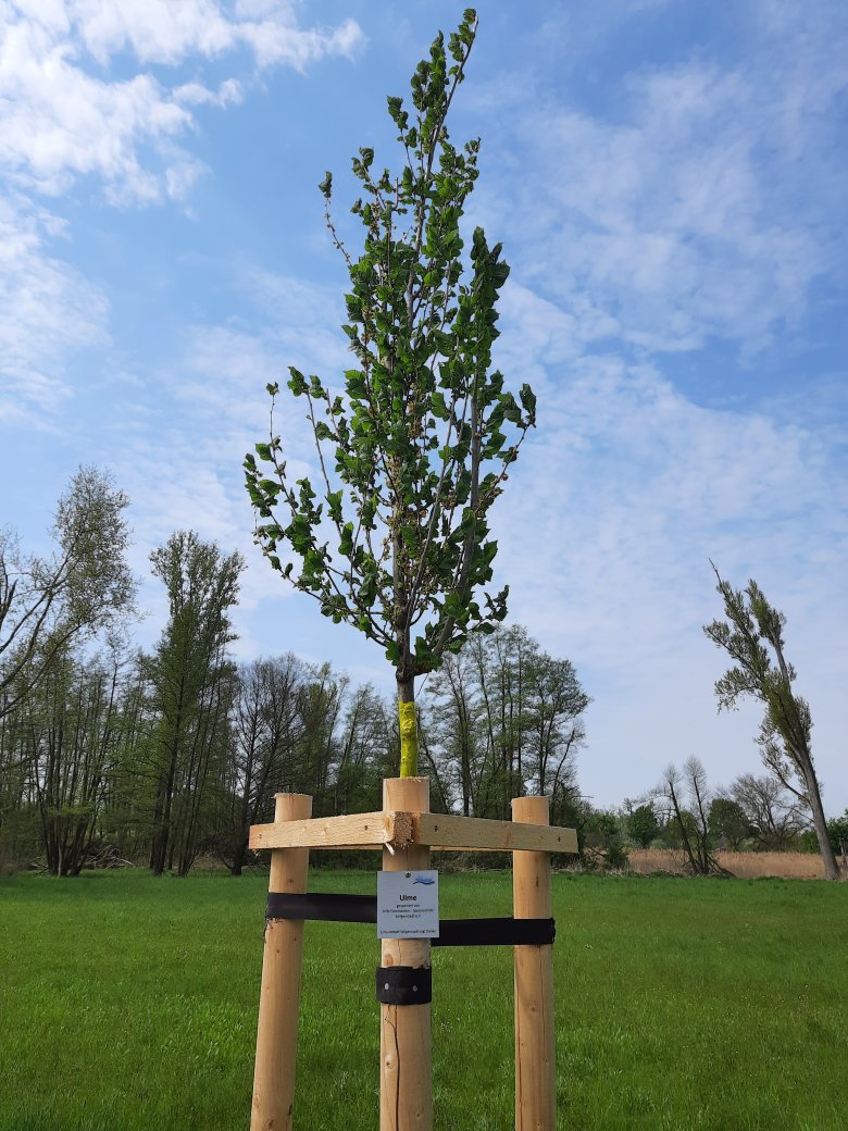 Baumspende Ulme Baumspende Ulme