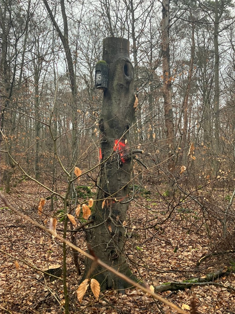 Beispiel eines gekappten Baums im Seligenstädter Stadtwald