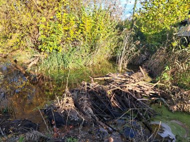 Biber am Stadtmühlbach Biber am Stadtmühlbach