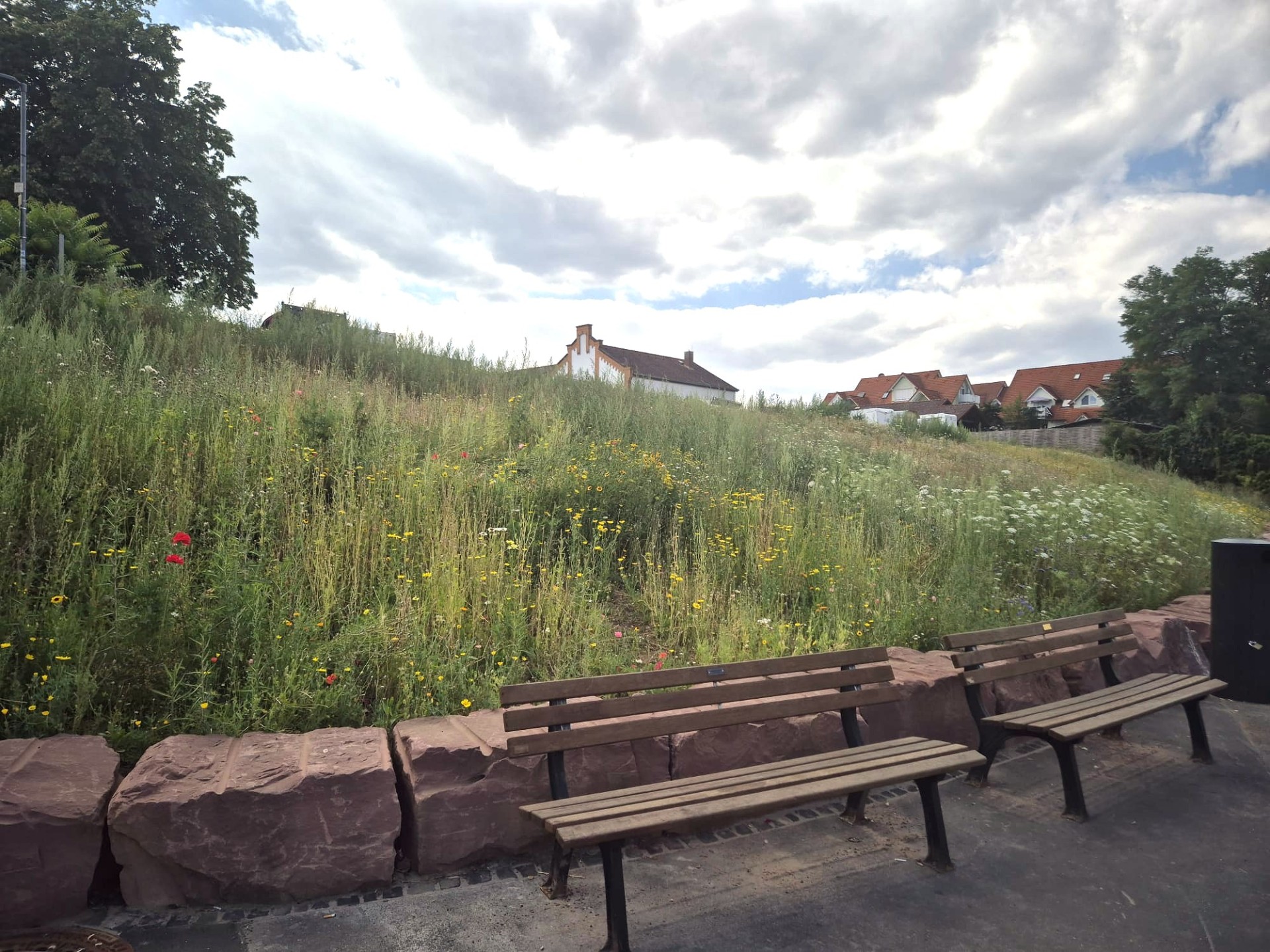 Blühwiese mit Parkbänken