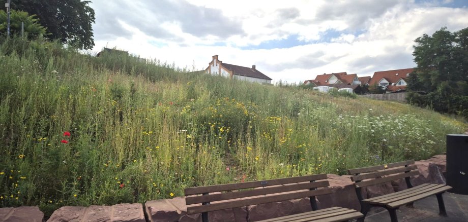 Blühwiese mit Parkbänken Blühwiese mit Parkbänken