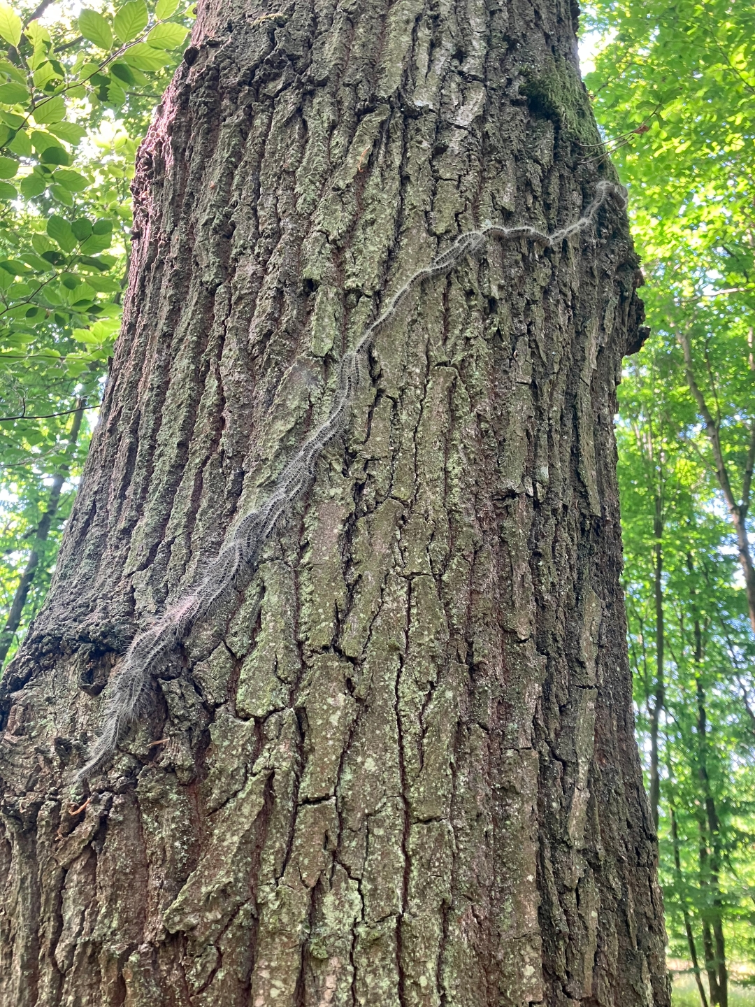 Bei Eichenprozessionsspinnern ist Vorsicht geboten