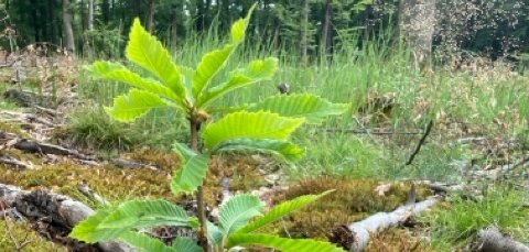 Geburtsbaum von im Jahr 2025 geborenen Kinder