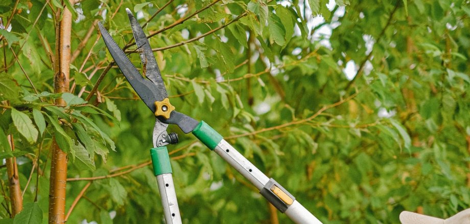 Rückschnitt Rückschnitt