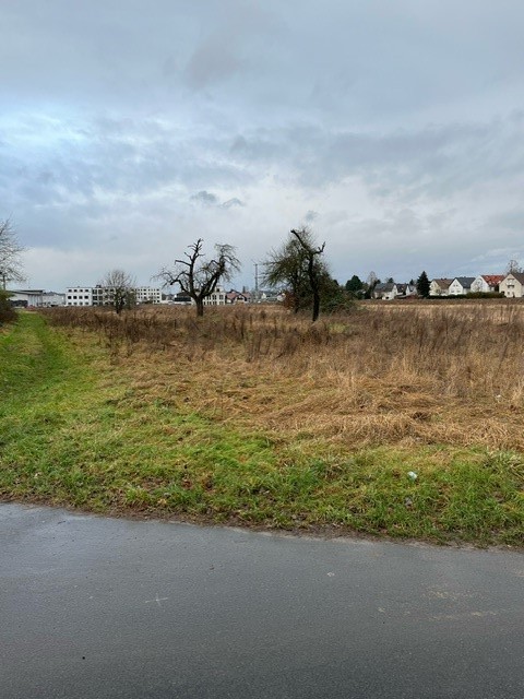 Rodung im Westring beginnt