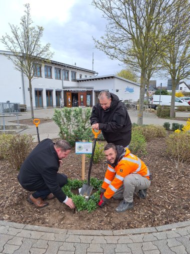 Stadtrat Steidl, Amtsleiter Gerrit Kratz und Hausmeister Rene bei der Pflanzung am Nachbarschaftshaus Stadtrat Steidl, Amtsleiter Gerrit Kratz und Hausmeister Rene bei der Pflanzung am Nachbarschaftshaus
