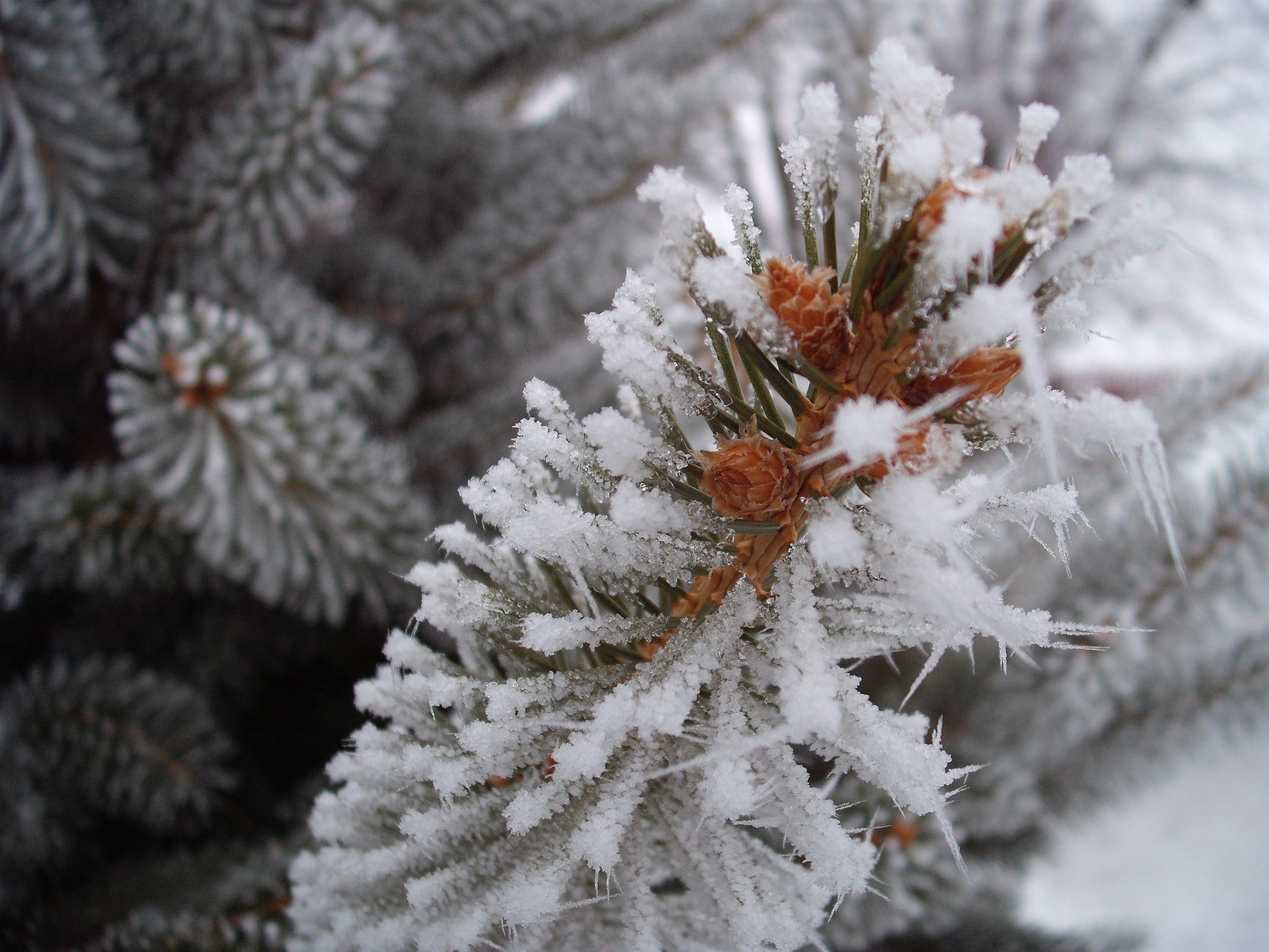 Tannen Schnee bedeckt Tannen Schnee bedeckt
