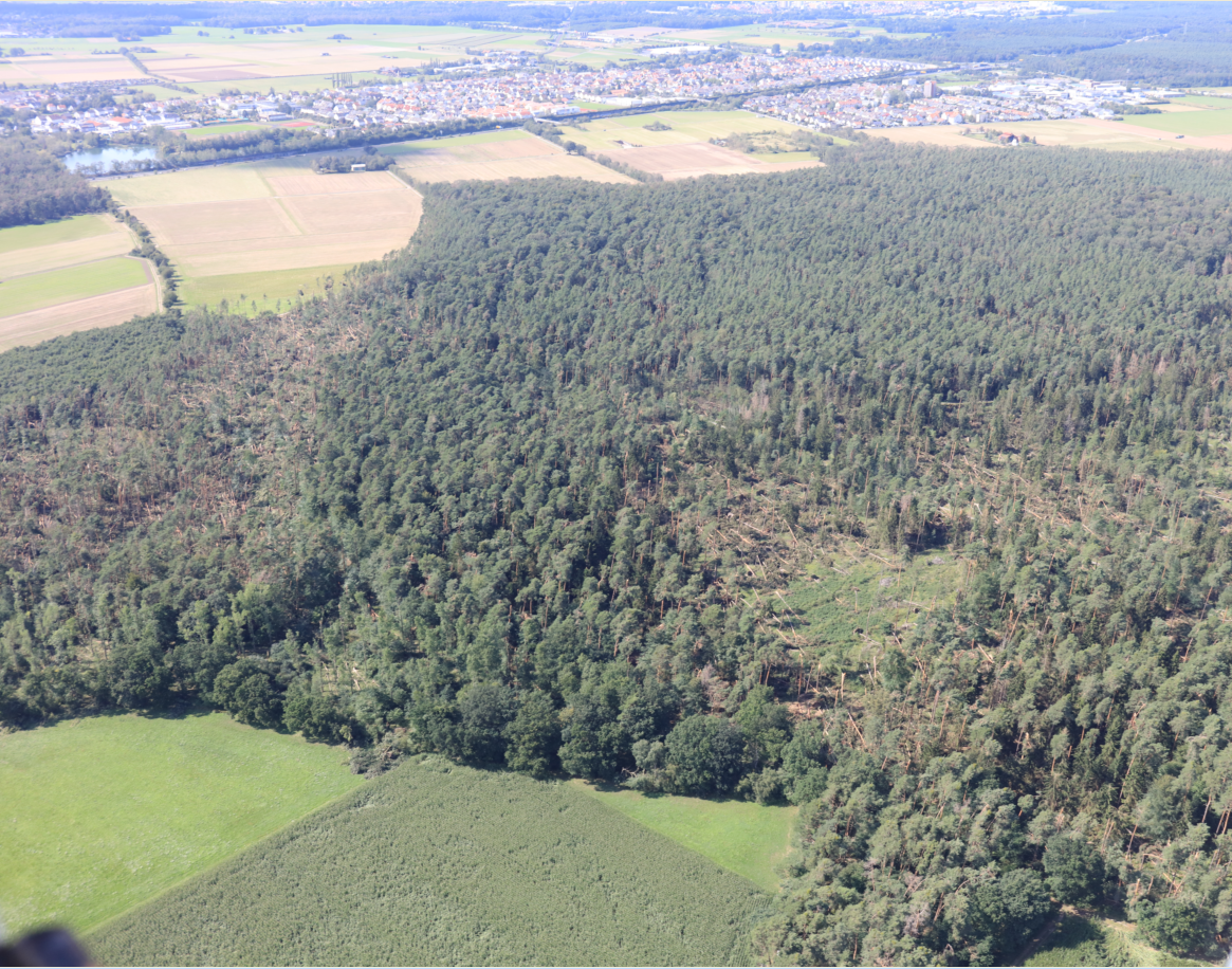 Luftaufnahme des Stadtwaldes mit Sturmschäden