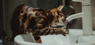Katze mit Wasserhahn