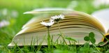 Buch im Gras Buch im Gras