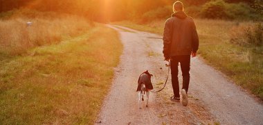 Hund und Mensch spazieren in den Sonnenuntergang