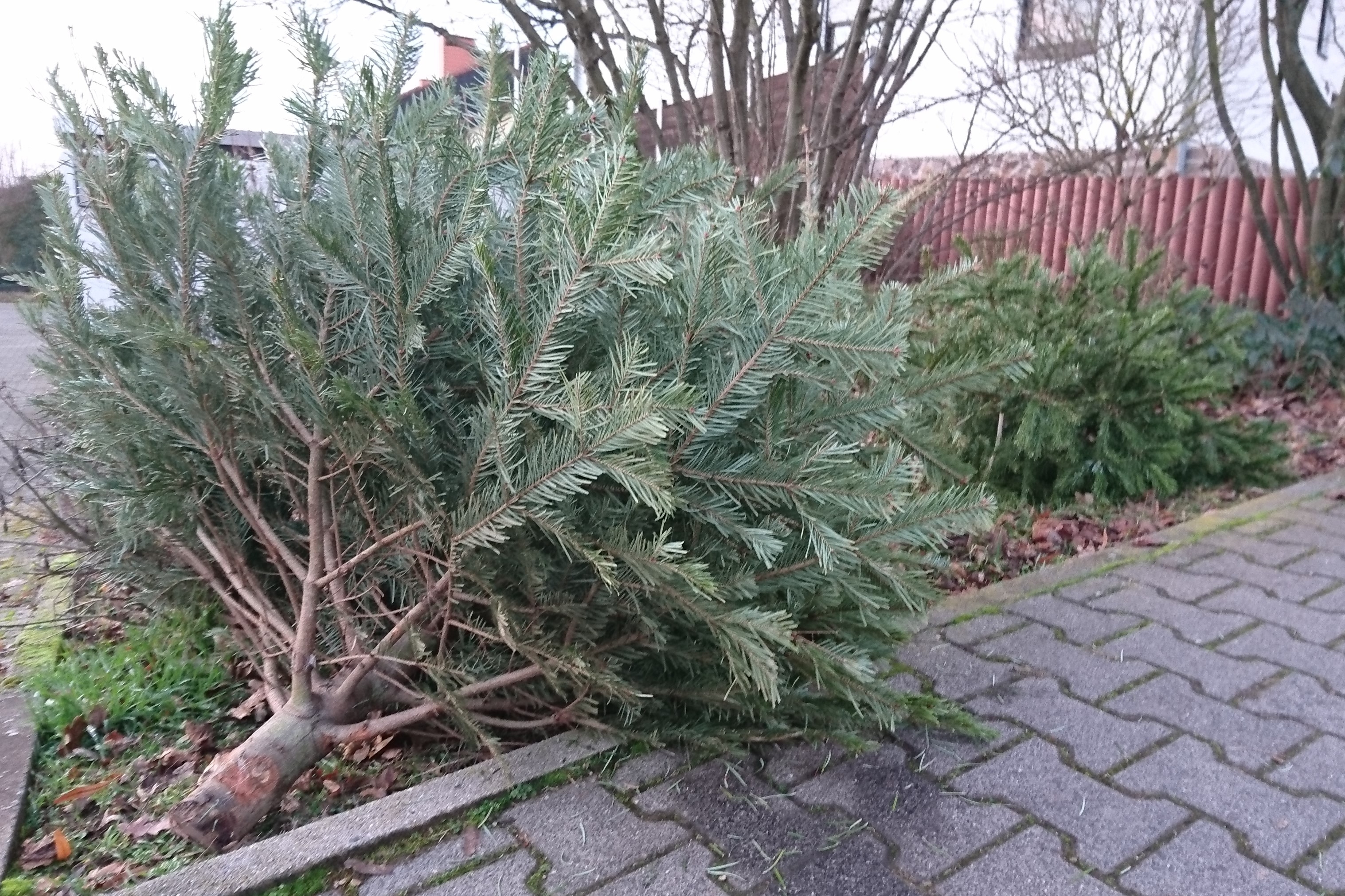 Abholung Weihnachtsbaum